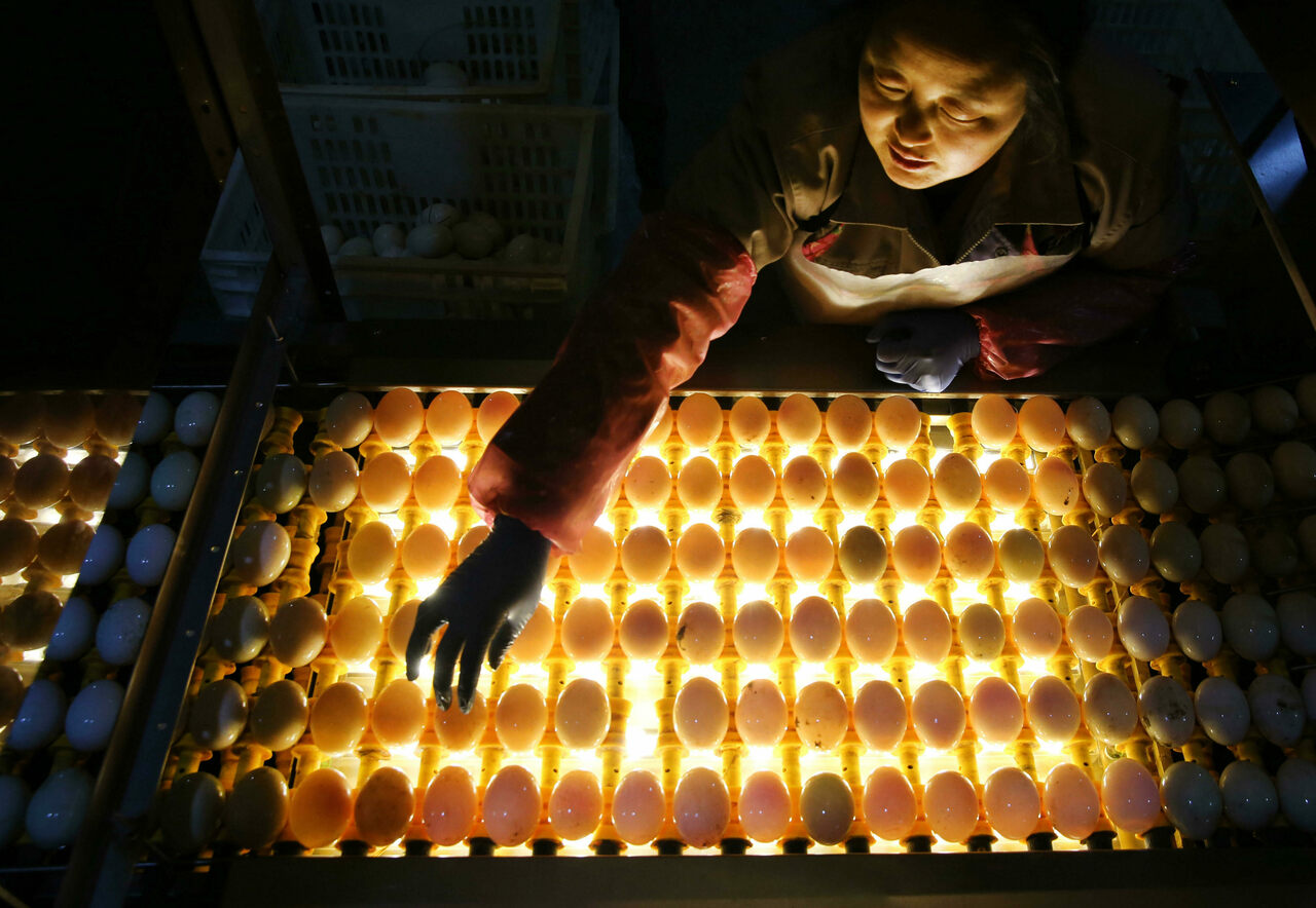 Trứng được soi bằng đèn một cách kỹ lưỡng để chọn lọc trước khi đem muối